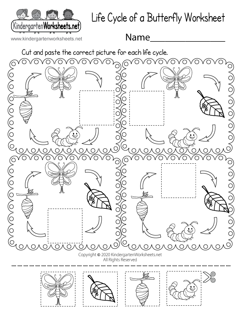 worksheet life cycle of butterfly