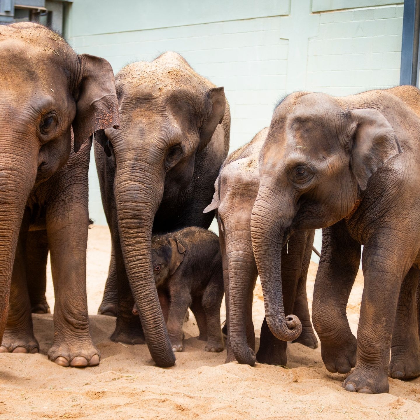 OKC Zoo Welcomes New Baby Elephant Born At Facility Named Xerxes OKC Zoo Welcomes New Baby Elephant Born At Facility Named Xerxes