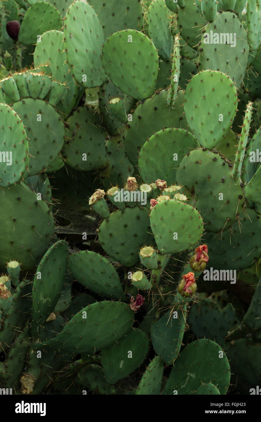Opuntia Prickly Pear Cacti Having Spiny Flat Joints And Fruit That Is Edible In Some Species Often Used As Food For Stock Stock Photo Alamy