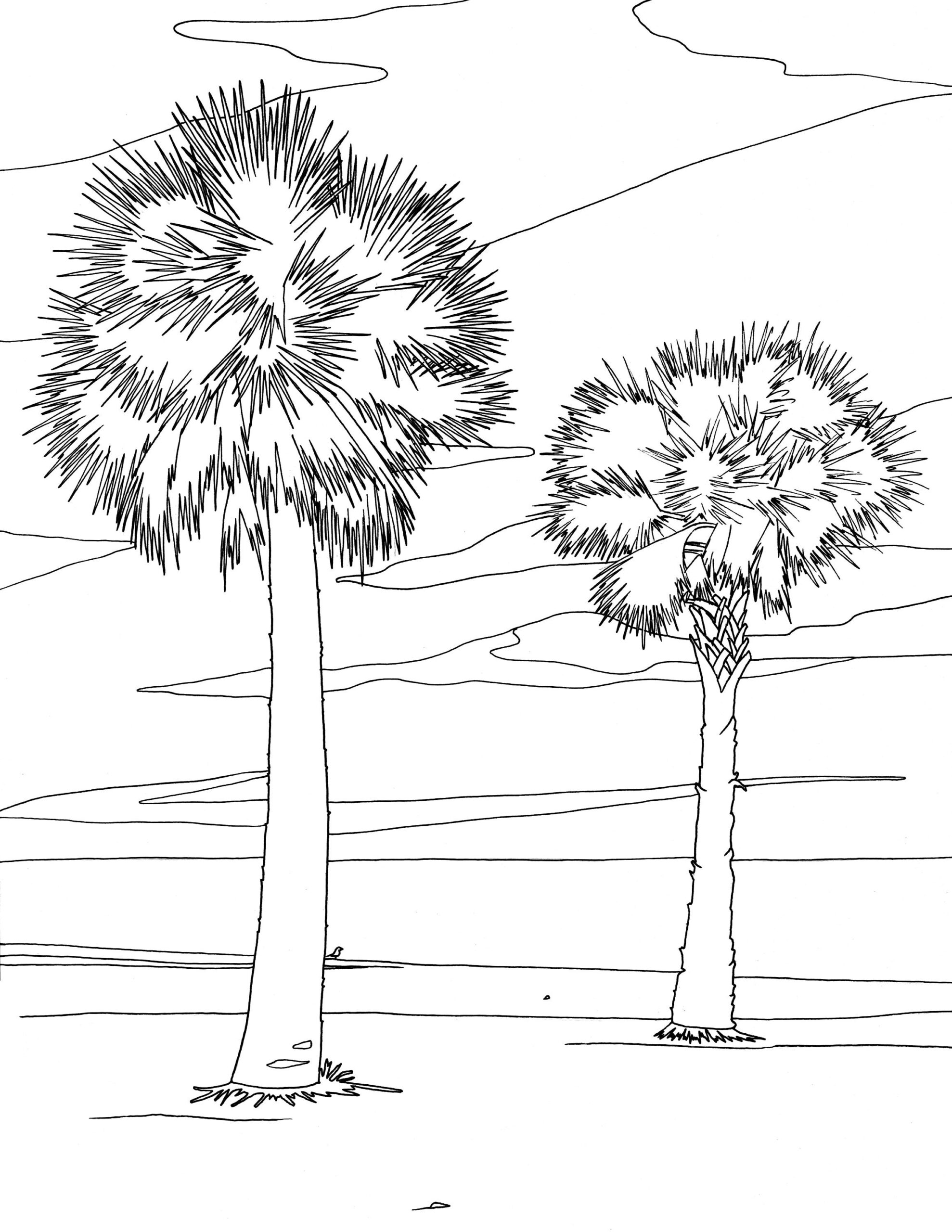 Palm Tree Coloring Page Florida Palm Trees Coloring Page Beach Coloring Page Ocean Coloring Page Digital Download Coloring Pages Etsy