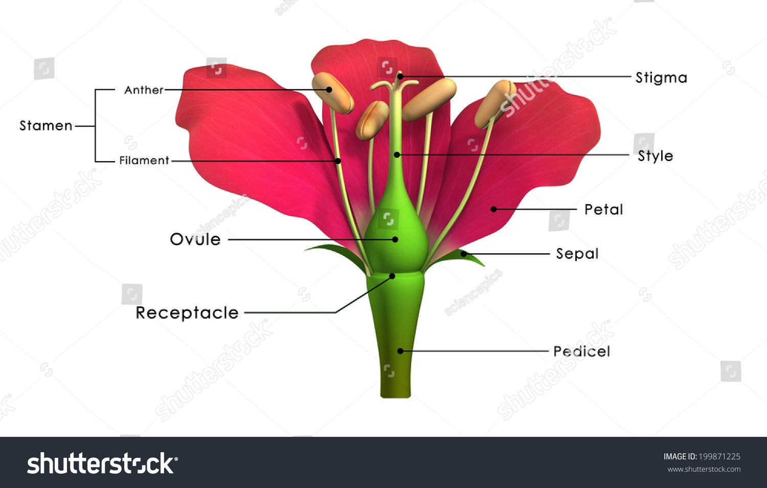 Parts Flower Labelled Stock Illustration 199871225 Shutterstock