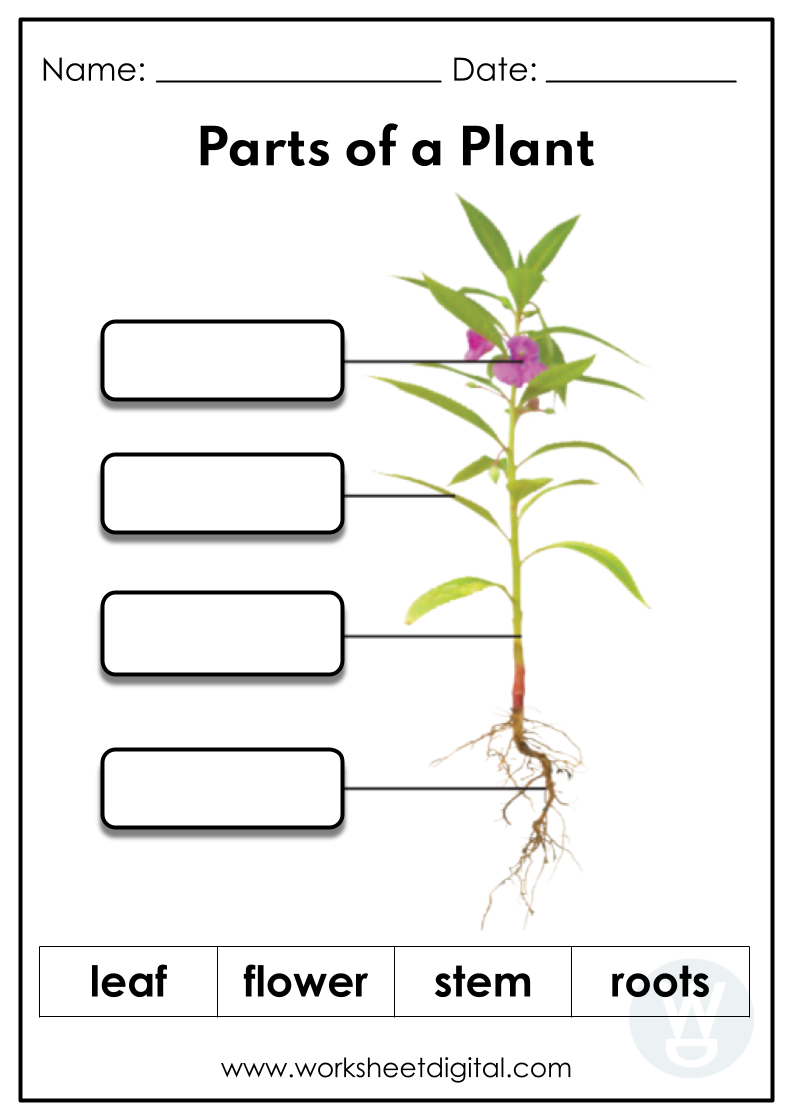 parts of a plant worksheet