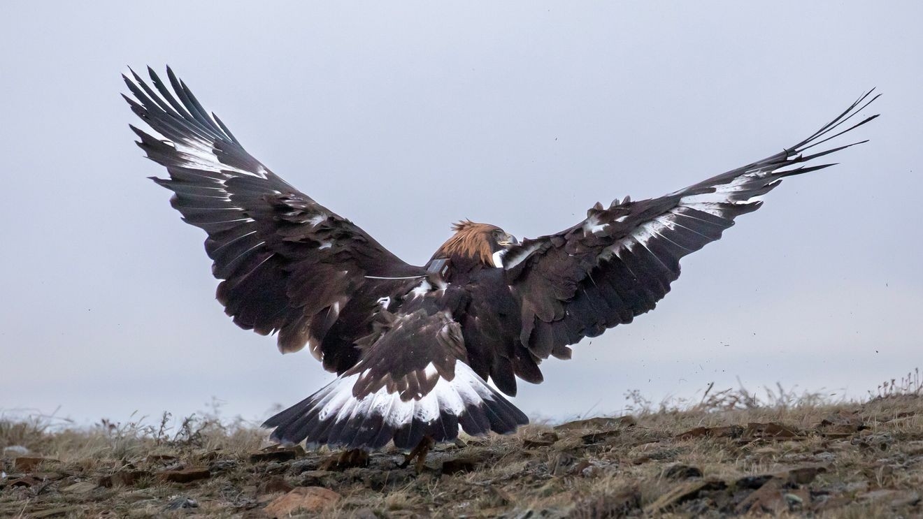 sea eagles crossword clue
