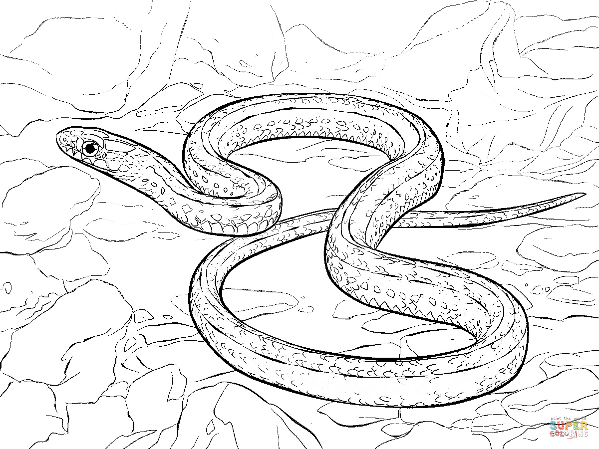 Plains Garter Snake Coloring Page Free Printable