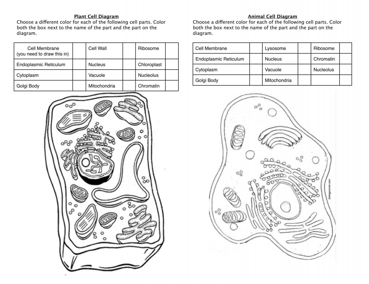 Plant Animal Cell Diagram Coloring Sheet Century Life Science Plant Animal Cell Diagram Coloring Sheet Century Life Science