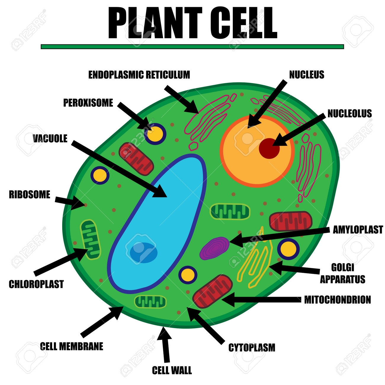 Plant Cell Color Diagram Of Organelles Inside The Cell Wall For Science And Biology Concepts Royalty Free SVG Cliparts Vectors And Stock Illustration Image 169941336 Plant Cell Color Diagram Of Organelles Inside The Cell Wall For Science And Biology Concepts Royalty Free SVG Cliparts Vectors And Stock Illustration Image 169941336