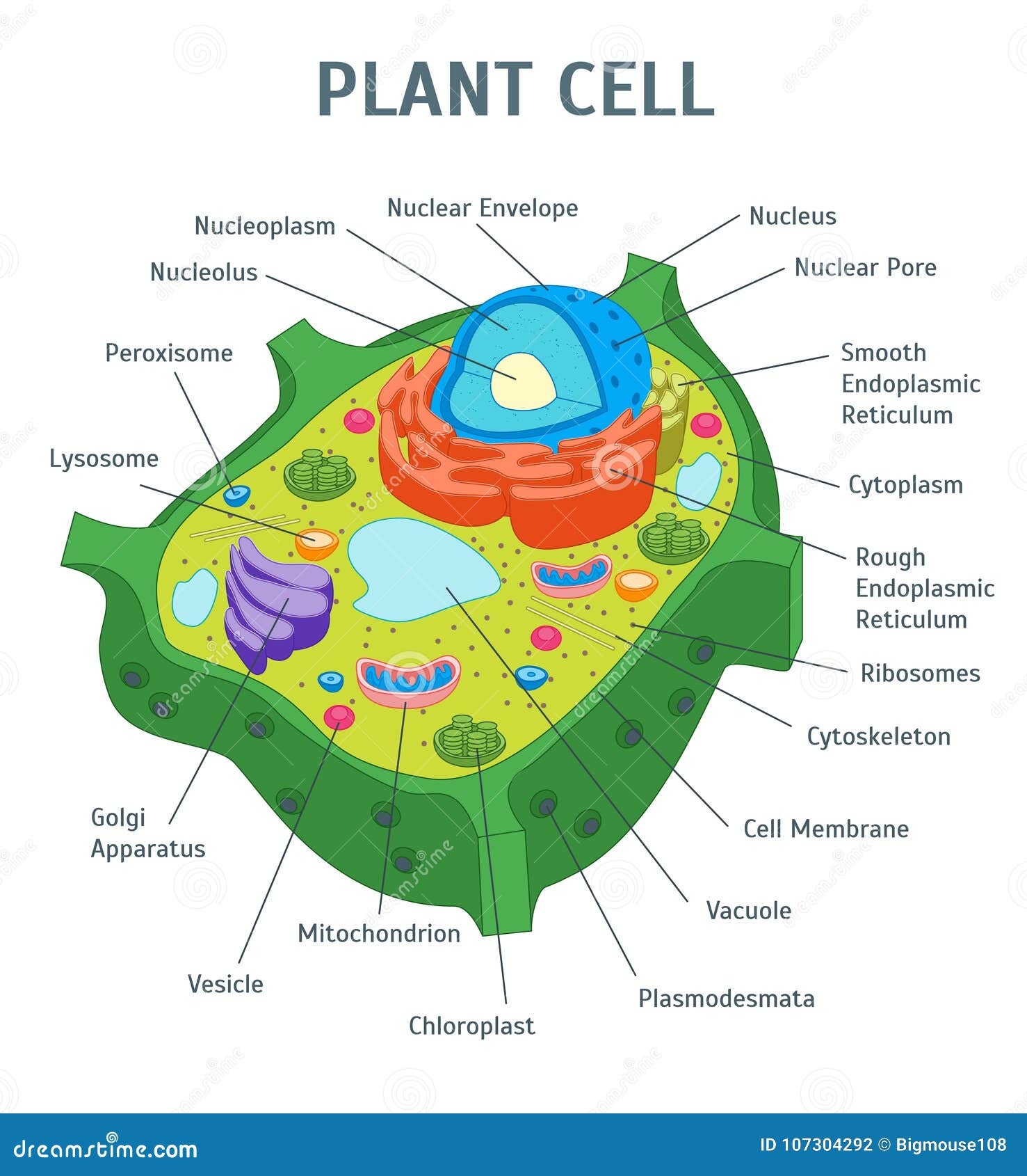 Plant Cell Color Stock Illustrations 23 446 Plant Cell Color Stock Illustrations Vectors Clipart Dreamstime Plant Cell Color Stock Illustrations 23 446 Plant Cell Color Stock Illustrations Vectors Clipart Dreamstime