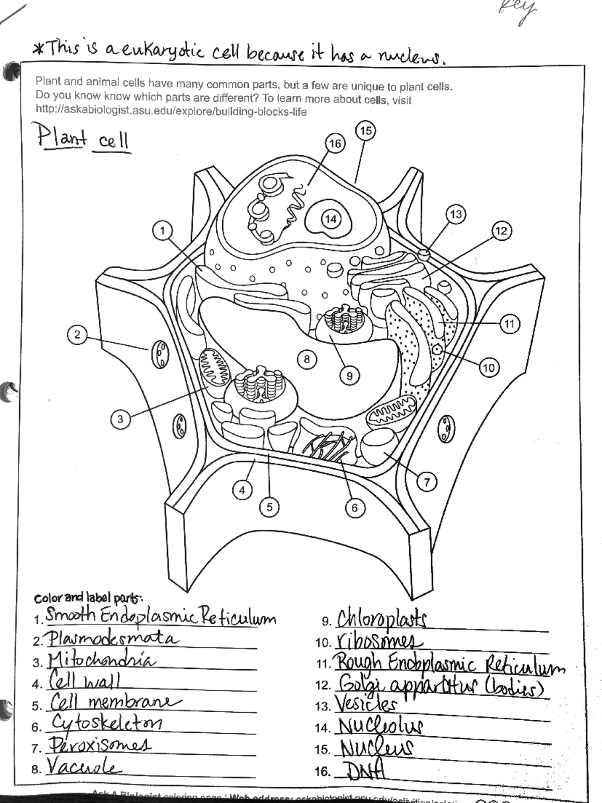 Plant Cell Coloring Worksheet And Quiz Detailed Functions And Labels Studocu Plant Cell Coloring Worksheet And Quiz Detailed Functions And Labels Studocu