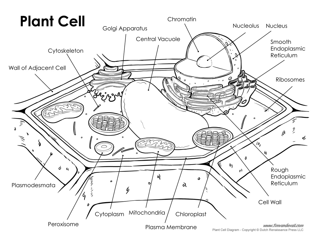 Plant cell labeled Tim s Printables Plant cell labeled Tim s Printables