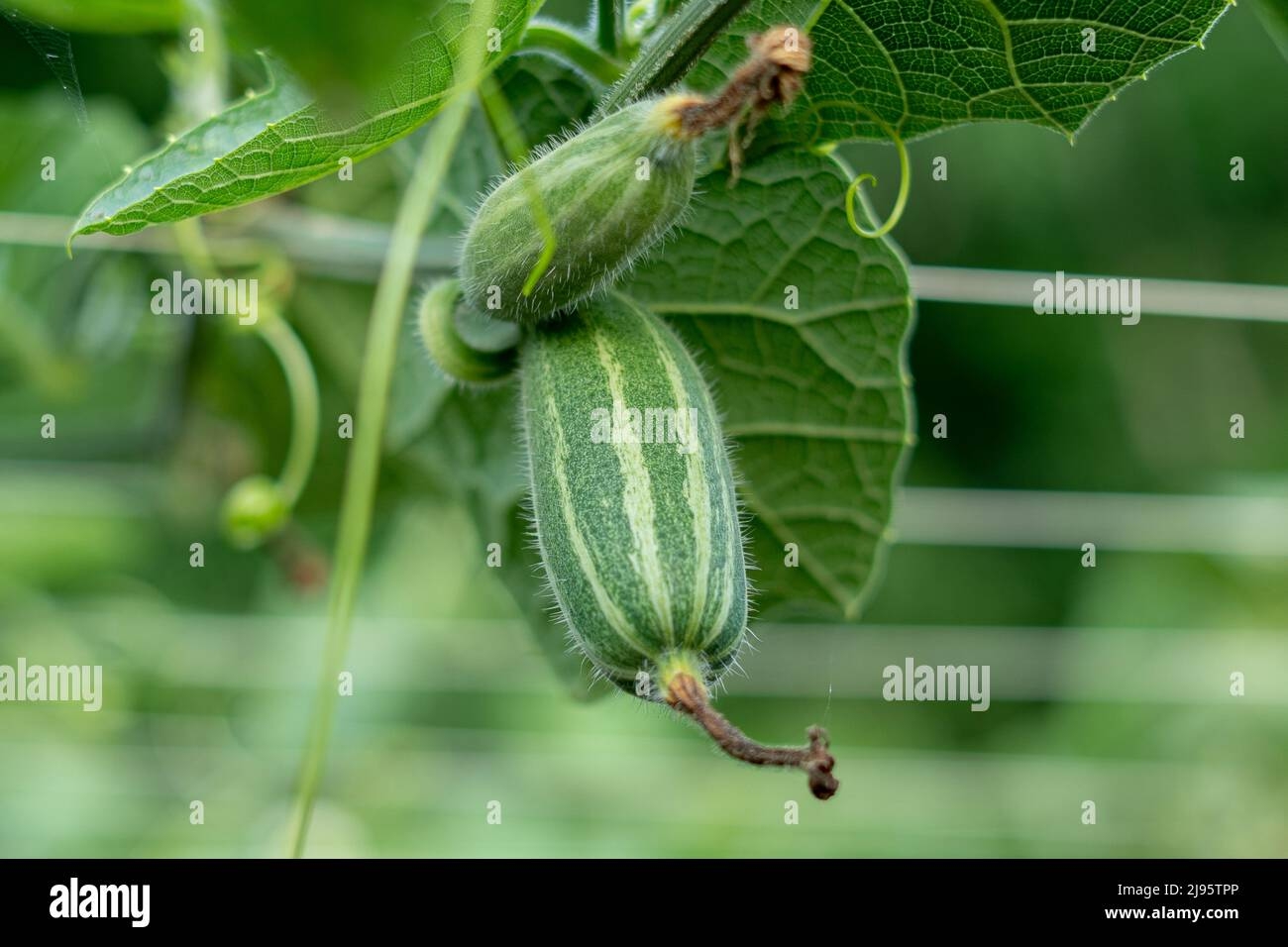 Pointed Arch Crossword Clue Hi res Stock Photography And Images Alamy Pointed Arch Crossword Clue Hi res Stock Photography And Images Alamy