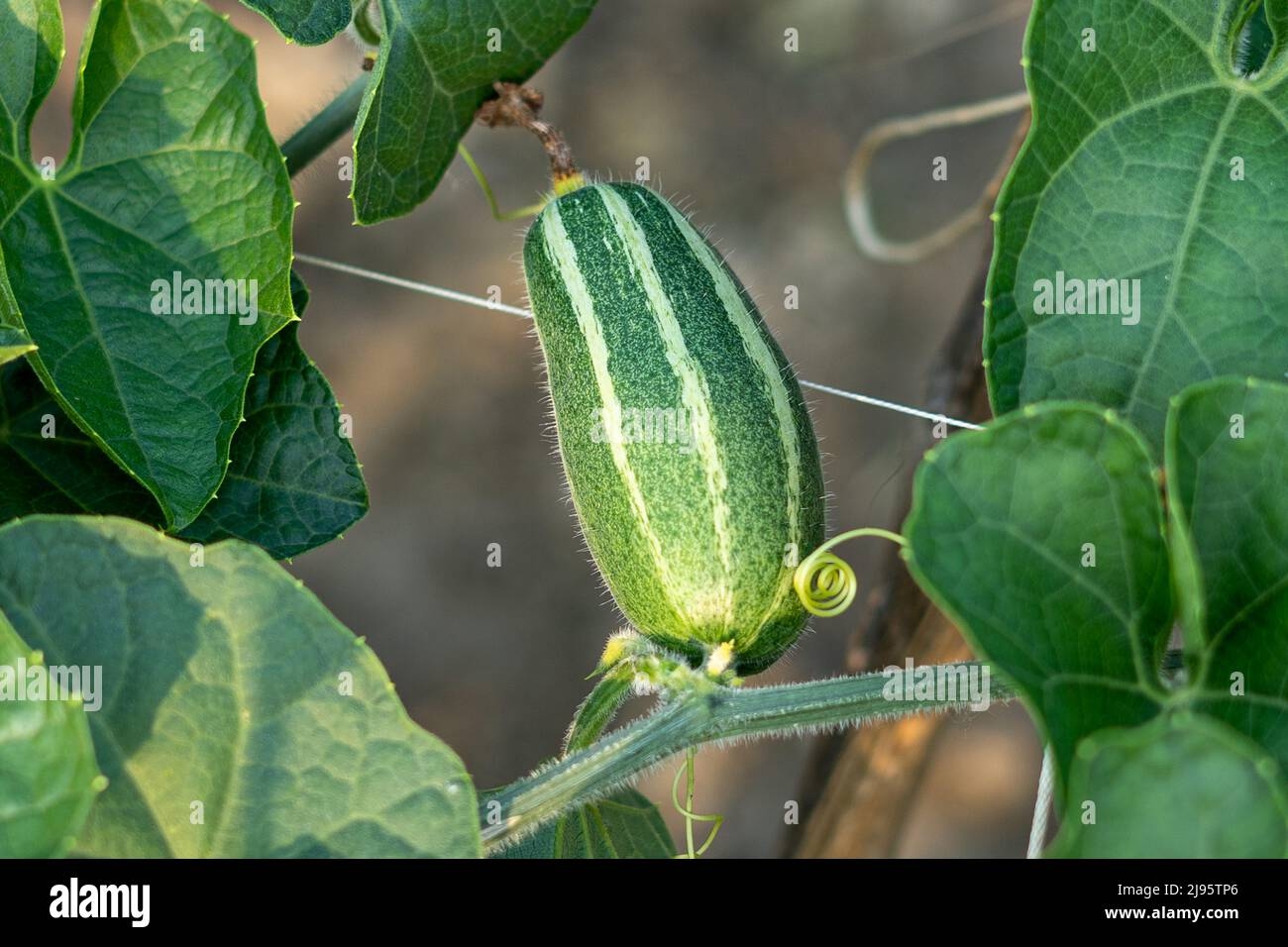 Pointed Arch Crossword Clue Hi res Stock Photography And Images Alamy Pointed Arch Crossword Clue Hi res Stock Photography And Images Alamy