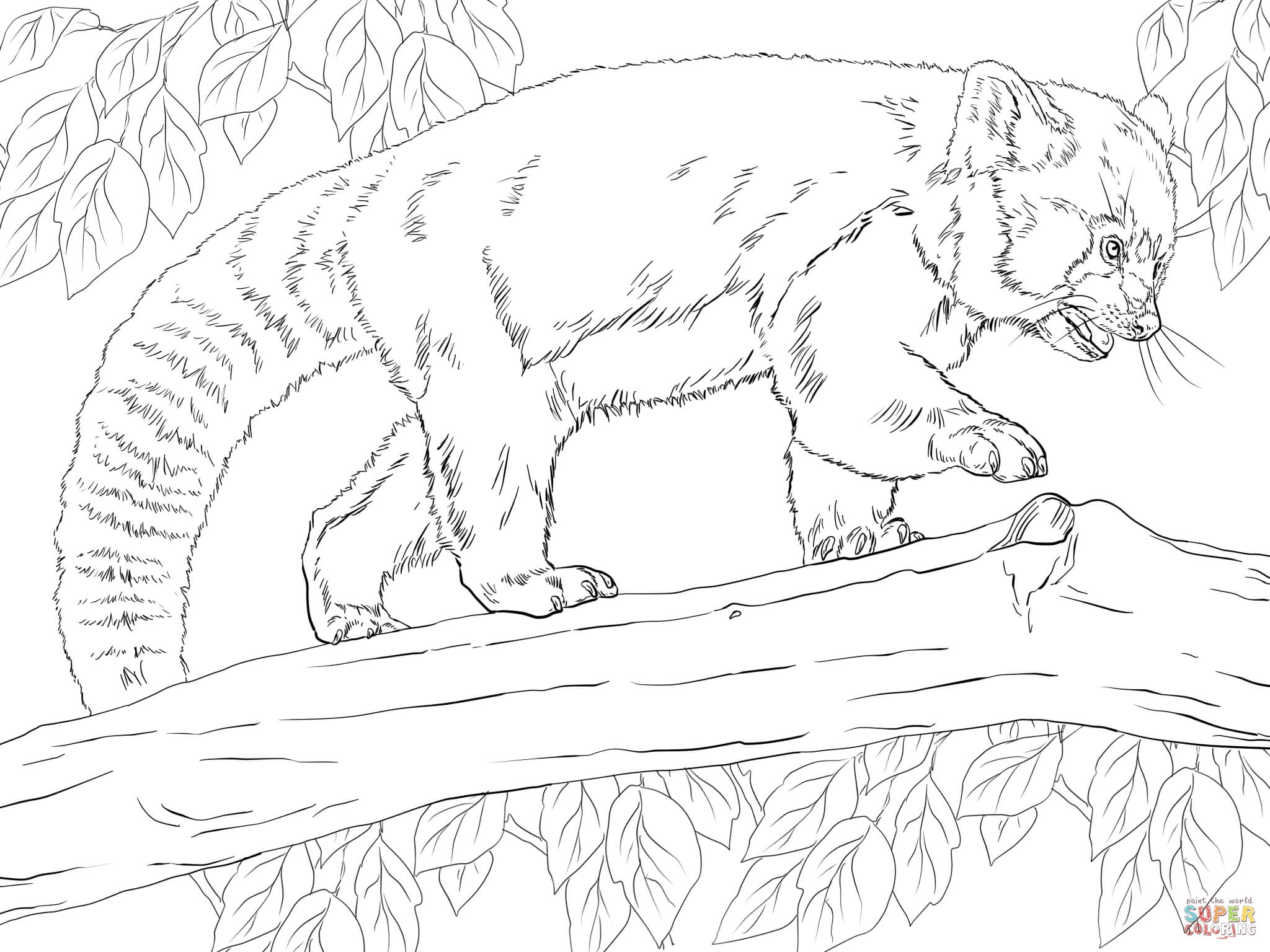 Realistic Red Panda Coloring Page Free Printable Realistic Red Panda Coloring Page Free Printable