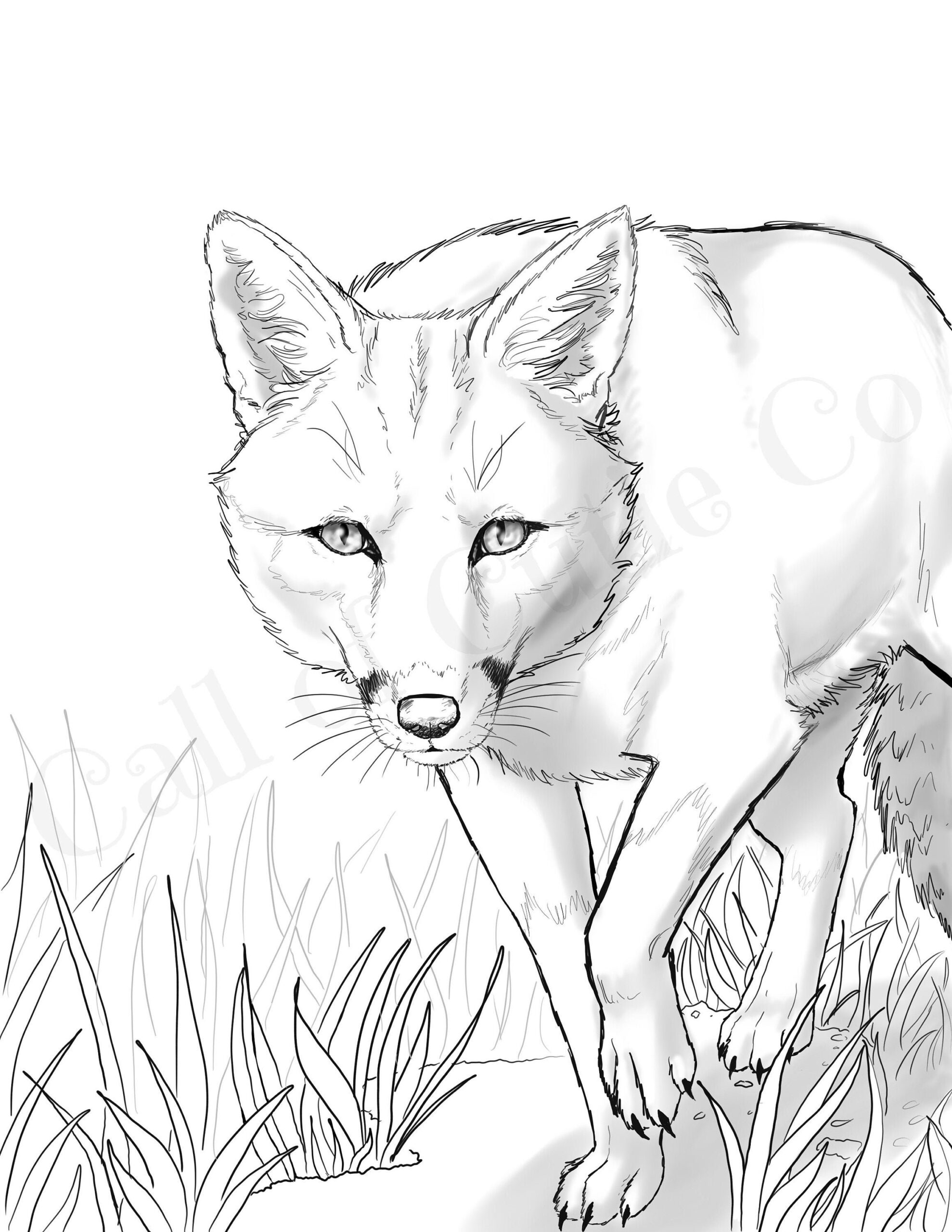 Red Fox Color Pages fox Color Sheets digital Animal Color Pages Etsy