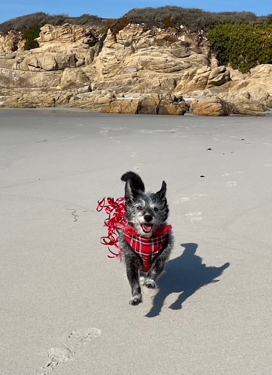 Rex Parker Does The NYT Crossword Puzzle Rhyming Toys With Colored Pegs SUN 12 22 24 Online Initialism Of Excitement Head to toe Islamic Garment Hybrid Dog Breed With Curly Hair Rex Parker Does The NYT Crossword Puzzle Rhyming Toys With Colored Pegs SUN 12 22 24 Online Initialism Of Excitement Head to toe Islamic Garment Hybrid Dog Breed With Curly Hair