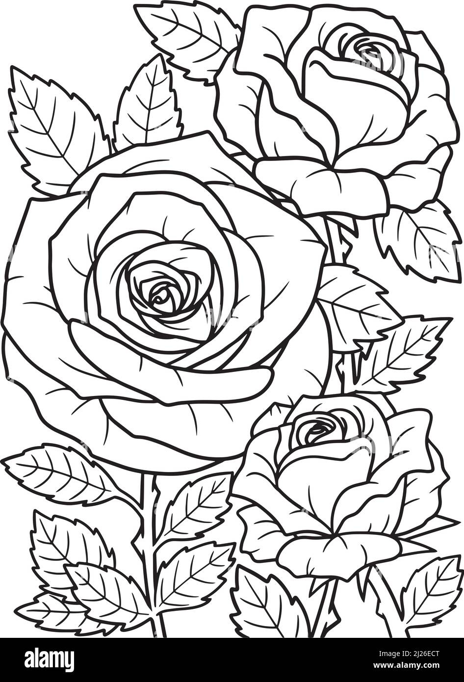 Rose Flower Coloring Page For Adults Stock Vector Image Art Alamy