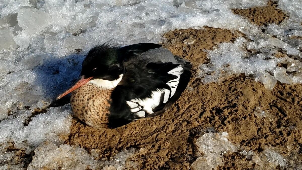 Several Hundred Ducks Found Dead From Suspected Bird Flu Along Lake Michigan Chicago Sun Times