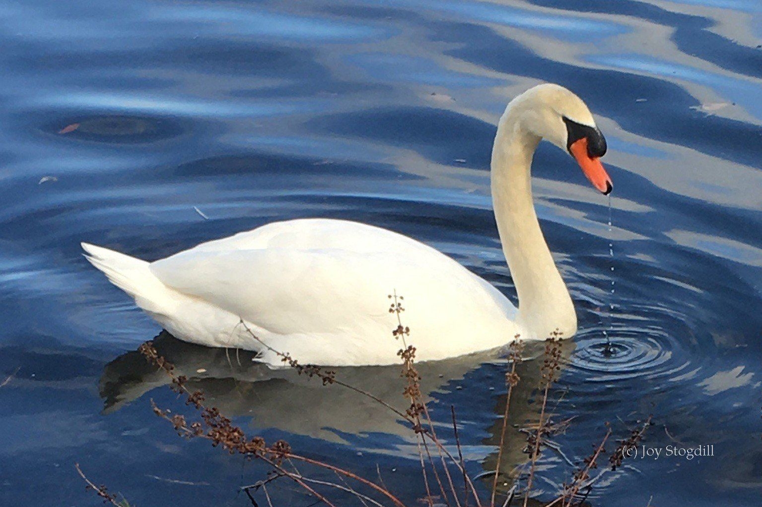 Swan Identification Behavior Trumpeter Swan Society