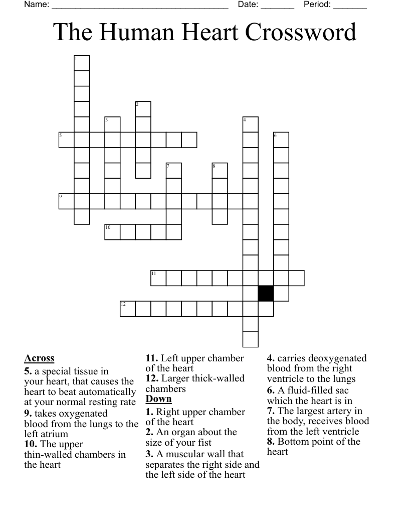 The Human Heart Crossword WordMint The Human Heart Crossword WordMint