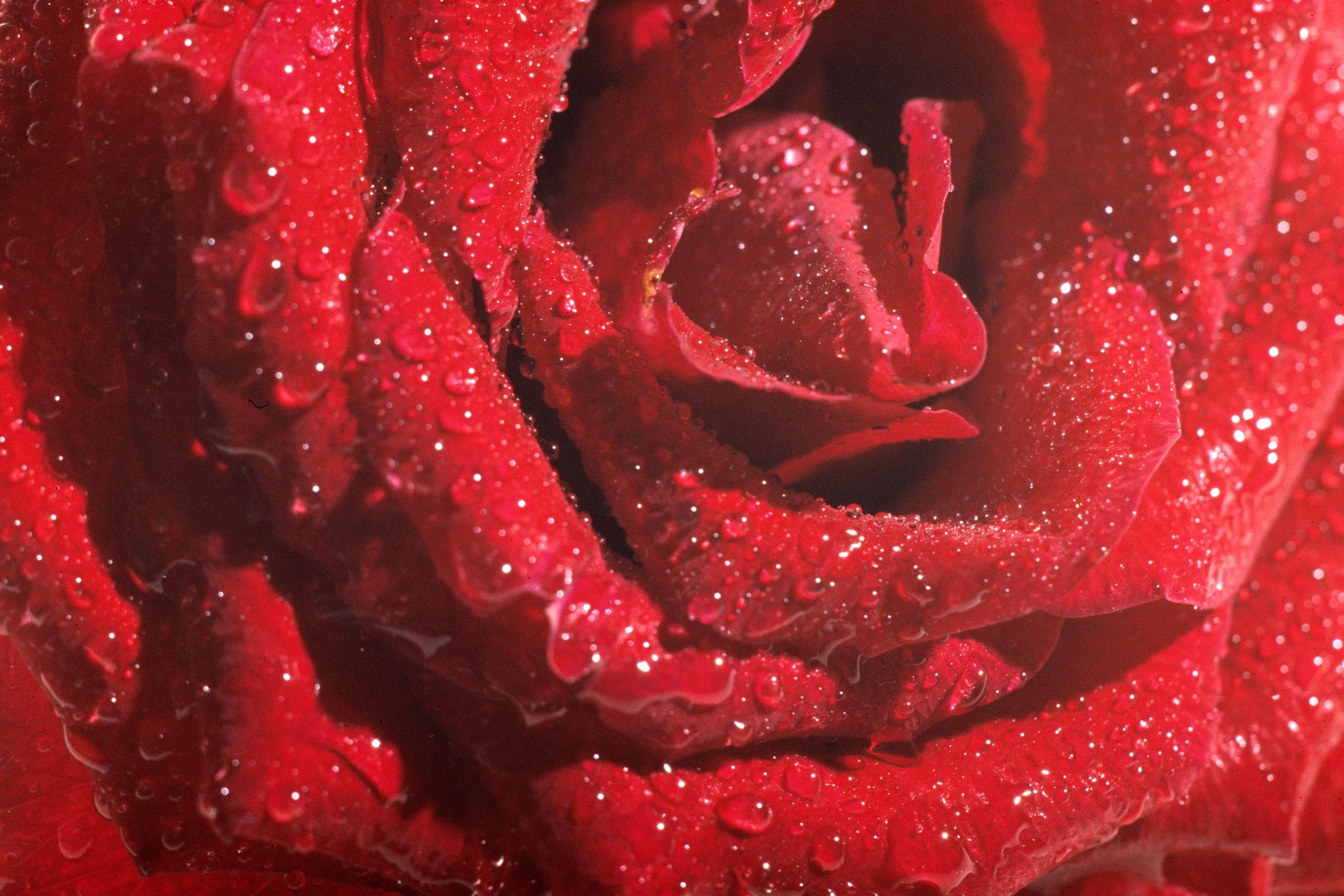 The Rosary The New Yorker