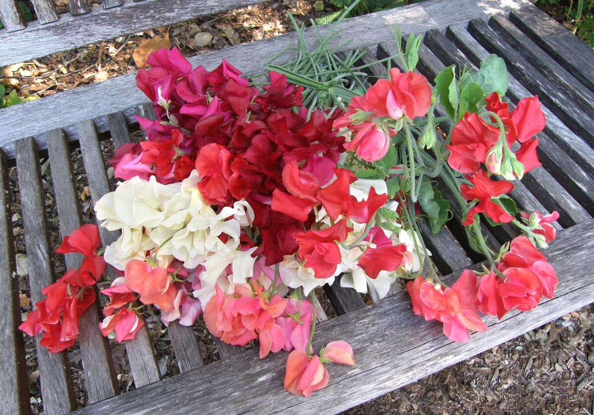 What Seeds To Plant Now For Unforgettable Spring Blooms Los Angeles Times What Seeds To Plant Now For Unforgettable Spring Blooms Los Angeles Times