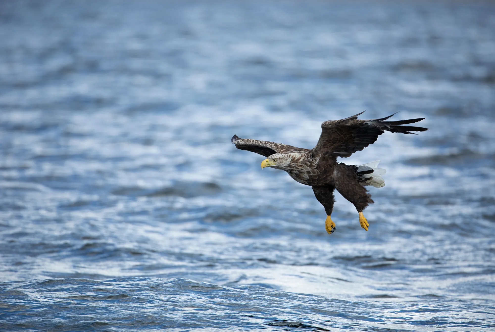 sea eagle crossword clue