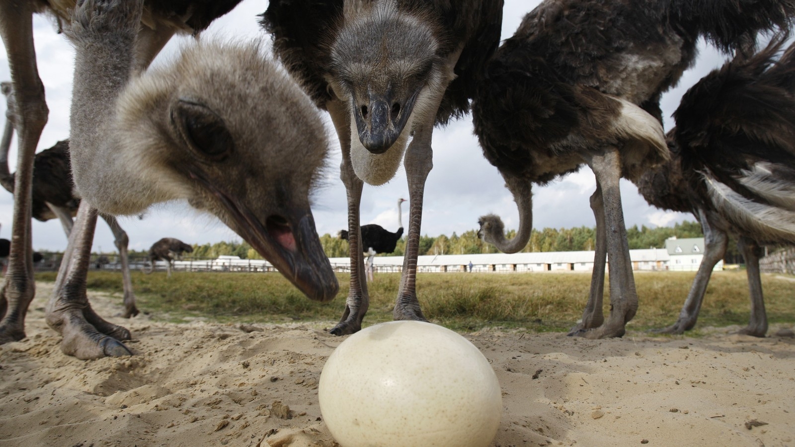 Why Are Bird Eggs Egg Shaped The Atlantic