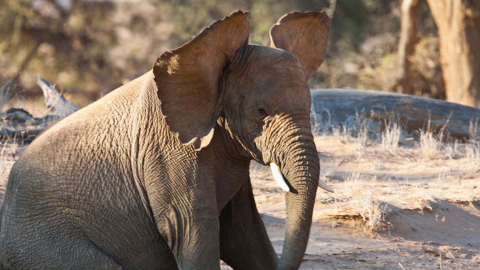 Why Do Elephants Have Big Ears Live Science Why Do Elephants Have Big Ears Live Science