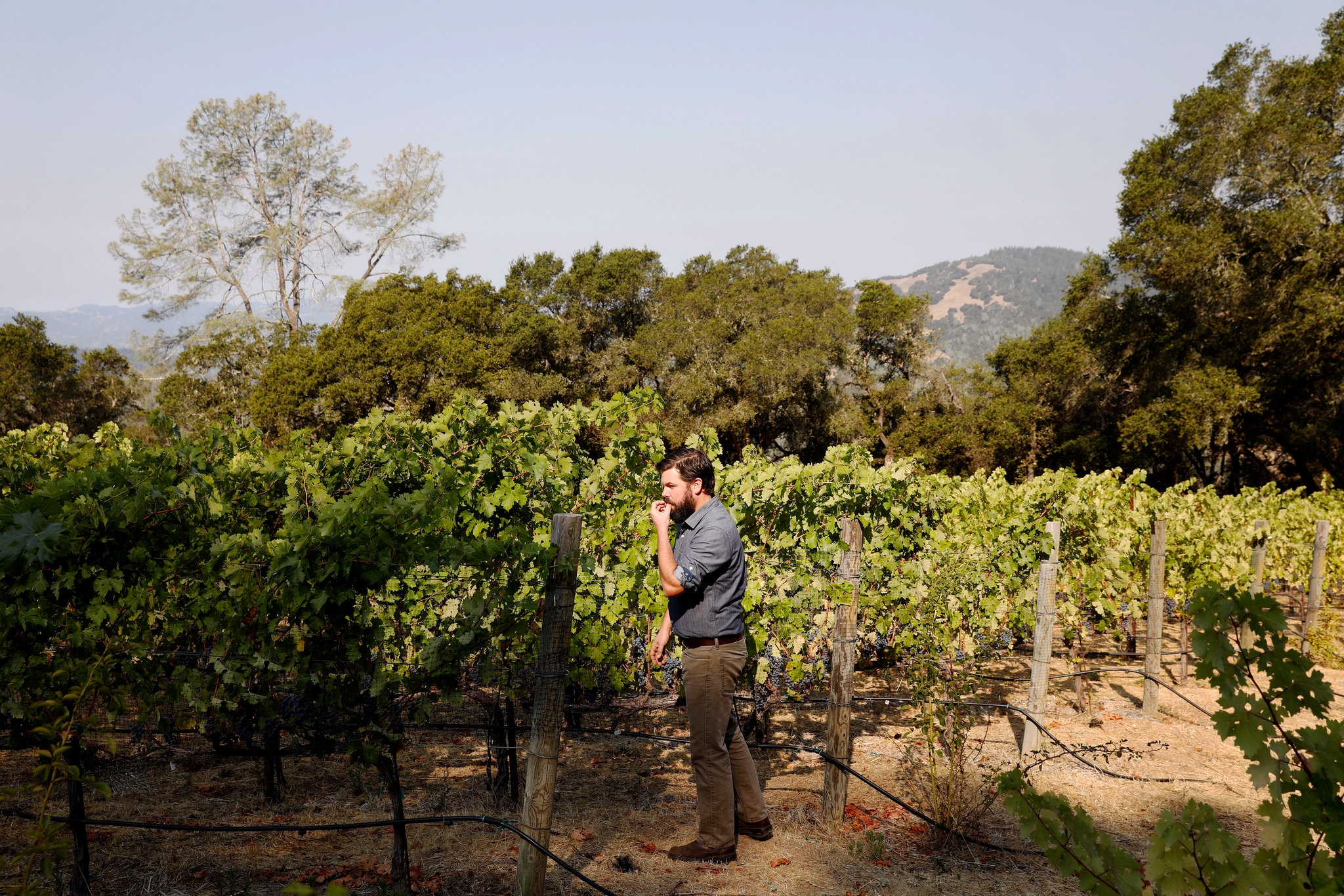 french vineyard crossword clue